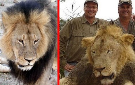 Pyšný lovec Walter Palmer (vlevo) se svým kumpánem nad zabitým lvem Cecilem. Tělo krále zvířat stažené z kůže a bez hlavy našli na okraji rezervace.