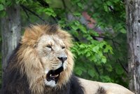 Tragédie v čínské zoo: Lev zabil ošetřovatele, zvíře museli zastřelit