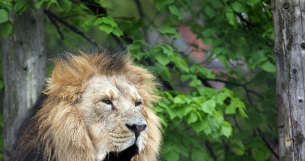 Lev v čínské zoo zabil ošetřovatele.