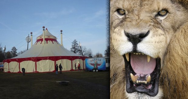 K neštěstí došlo v cirkuse Andres, který je v Polsku na turné