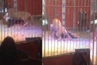 Útok lva v cirkuse: Šelma se zakousla krotiteli do krku!