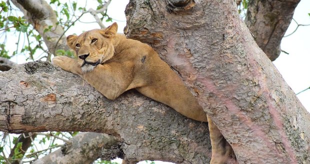 Oblíbená lvice zemřela v zoo na covid! Další zvířata skončila v kritickém stavu