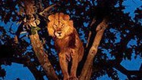 Úchvatný snímek z divočiny: Pohled krále zvířat ze stromu