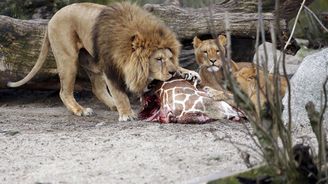 DAVID ČERNÝ: Zabití čtyř lvů v kodaňské ZOO je pořádné svinstvo