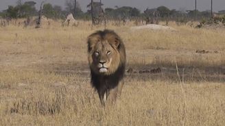 Španělský turista zabil na safari nejznámějšího lva Afriky, symbol Zimbabwe