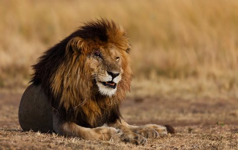 Lev, který vládl keňské přírodní rezervaci...