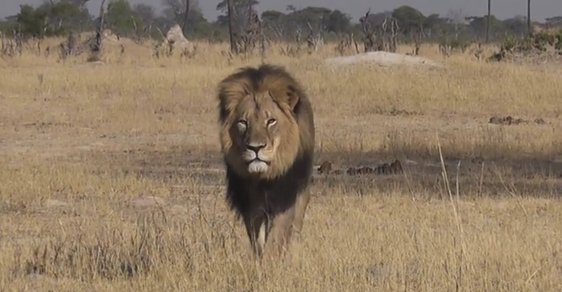 Cecil byl symbolem Zimbabwe