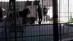 Lev v egyptském cirkuse napadl cvičitele.