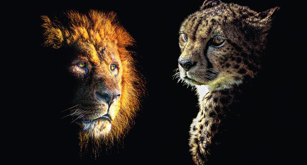 Král zvířat lev a sprinter gepard
