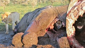 Vychytralá hyena si hraje na schovávanou před lvem.