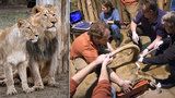 Smutek v pražské zoo: Lvice Ginni porodila mrtvé mládě, oplodnili ji uměle