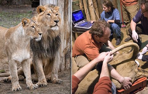 Smutek v pražské zoo: Lvice Ginni porodila mrtvé mládě, oplodnili ji uměle