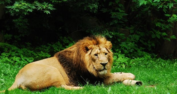 Ostravská zoologická zahrada nechala ve čtvrtek utratit samce lva indického Sohana (†16).