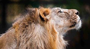Tři indičtí lvi do Prahy: Jak cestují vzácná zvířata