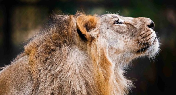 Tři indičtí lvi do Prahy: Jak cestují vzácná zvířata