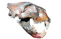 Lebka jeskynního lva. Špičáky byly další významnou trofejí – v Německu byl nalezen náhrdelník ze lvích zubů