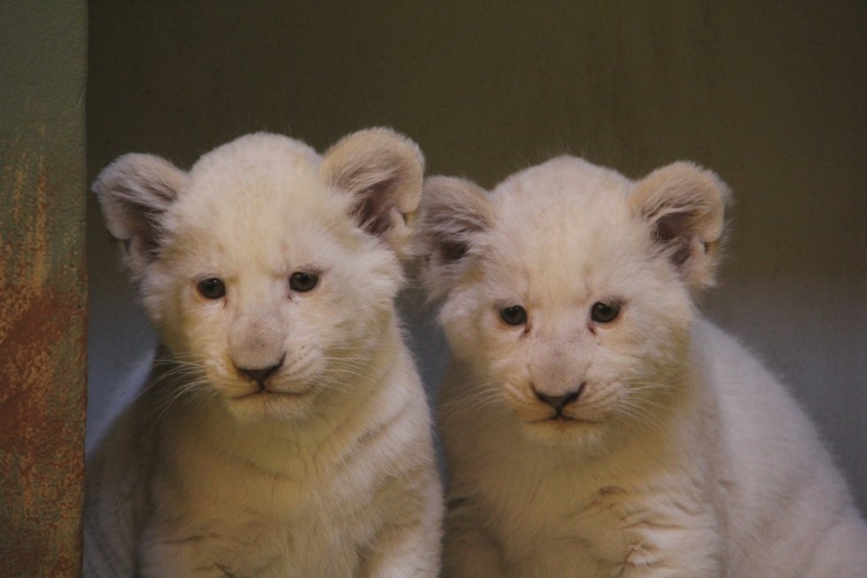 Lvíčata jihoafrická z hodonínské zoo mají za sebou prvních 8 týdnů života. Přes den jsou už i se svým otcem.