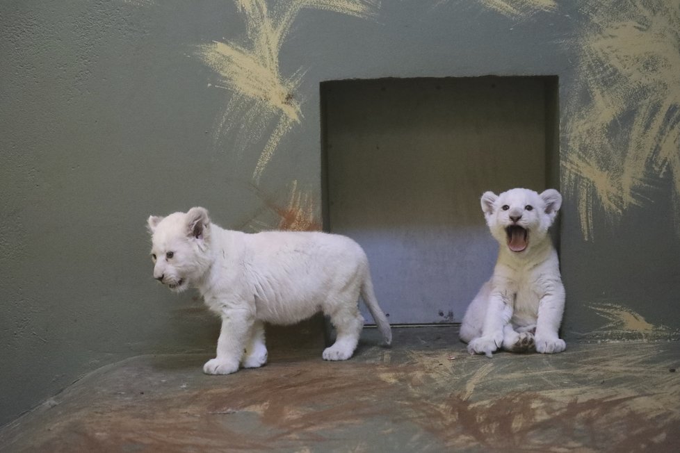 Lvíčata jihoafrická z hodonínské zoo mají za sebou prvních 8 týdnů života. Přes den jsou už i se svým otcem.