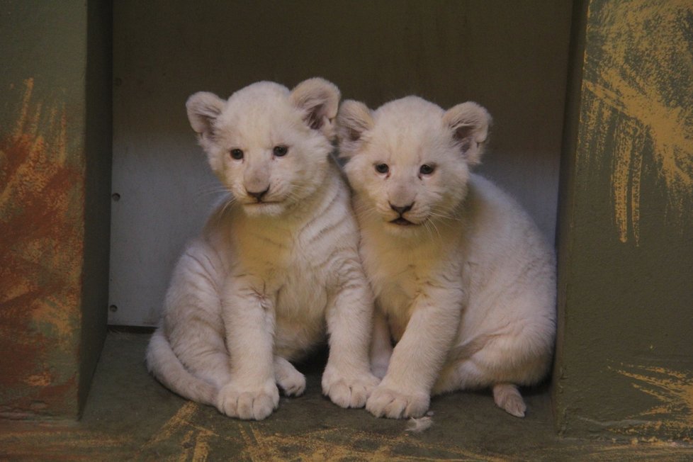 Pro návštěvníky hodonínské zoo jsou zřejmě největším magnetem smetanově bílí lvi.