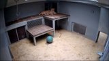 Lví mláďata se mají čile k světu: Brněnská zoo je ukázala na prvním videu