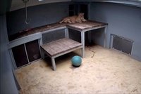 Lví mláďata se mají čile k světu: Brněnská zoo je ukázala na prvním videu