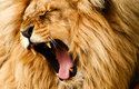 Za řev o síle až 114 decibelů vděčí lvi zejména tvaru svých hlasivek