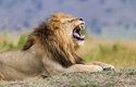 Lví řev je podle vědců jeden z nejsilnějších zvuků, jaké dokážou žijící zvířata vyprodukovat