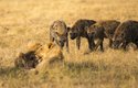 Konkurentky lvů hyeny při lovu vydávají zvuky o síle až 112 decibelů
