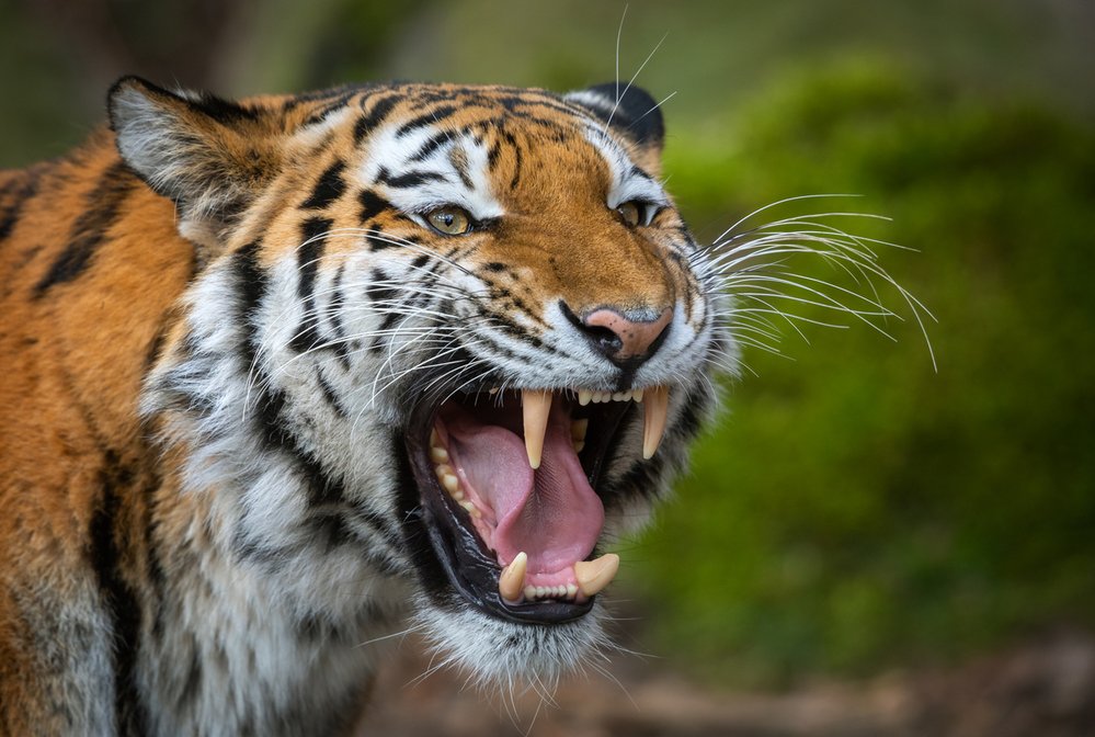 Co se týká hlasitosti řevu, jsou si lev s tygrem rovni – oba 114 decibelů!