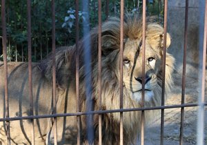 Leon (†5) měl v záchranné stanici strávit dva měsíce, majitel ho tu ale nechal další více než dva roky. Loni s prosinci náhle zemřel. Na fotografii ho Blesk zachytil v říjnu 2021.