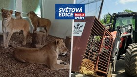 Netradiční evakuace před ruskými bombami: Dobrovolníci odvezli z Oděsy 9 lvů