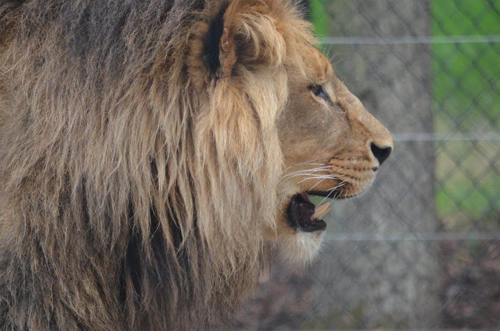 Lvice Kiva původem z Portugalska a lev Lolek z polského Gdaňsku se ve středu poprvé potkali ve výběhu v brněnské zoologické zahradě.