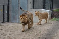 Poprask u lvů: Král Lolek na prvním rande utekl před roztouženou Kivou