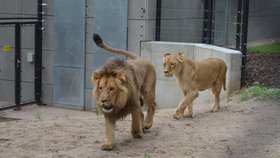 Lvice Kiva původem z Portugalska a lev Lolek z polského Gdaňsku se ve středu poprvé potkali ve výběhu v brněnské zoologické zahradě.