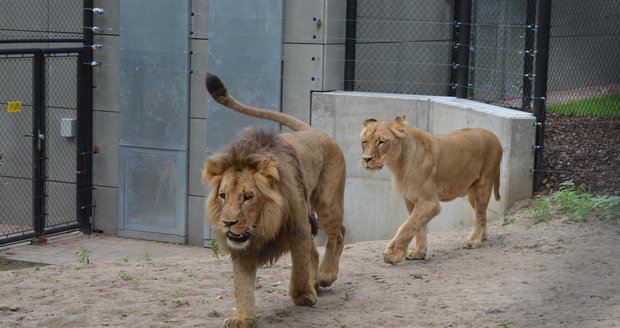 Poprask u lvů: Král Lolek na prvním rande utekl před roztouženou Kivou