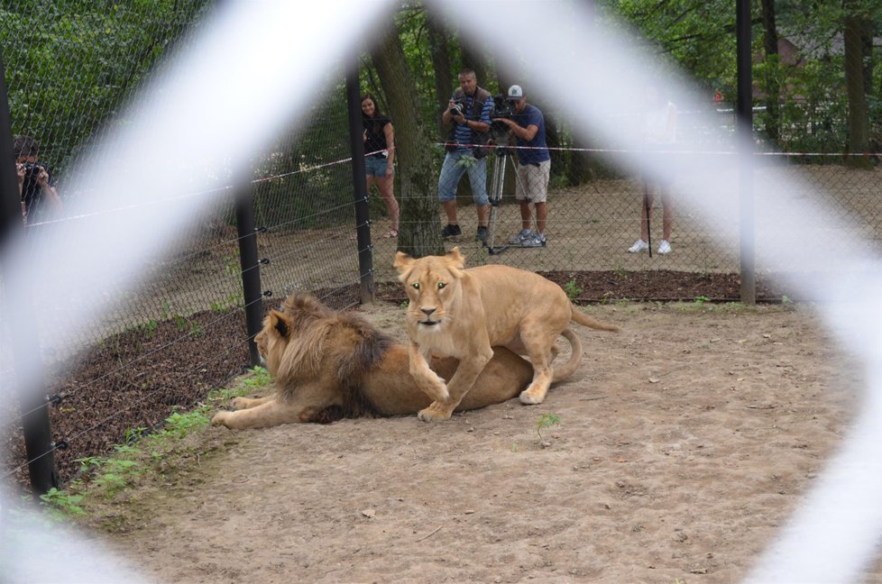 Lvice Kiva původem z Portugalska a lev Lolek z polského Gdaňsku se ve středu poprvé potkali ve výběhu v brněnské zoologické zahradě.