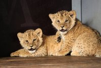 Rozkošné video: Lvíčata narozená v brněnské zoo jsou kluk a holka, na jména zatím čekají