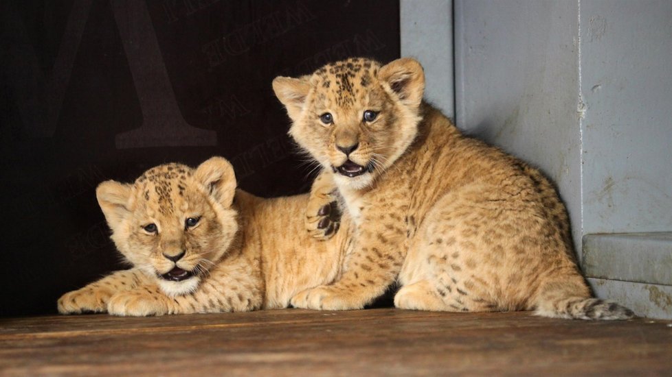 Lví dvojčata z brněnské zoo jsou samička (vlevo) a sameček. Na svá jména ještě čekají.