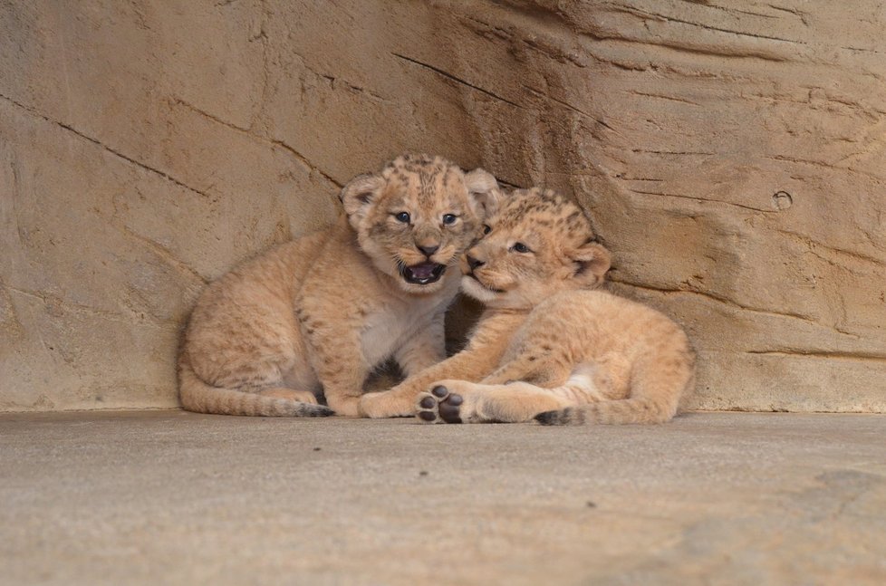 Chov lvů berberských v plzeňské zoo
