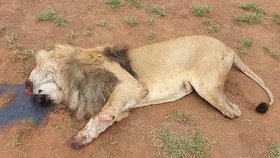 Pět lvů bylo otráveno v JAR. Poté jim pytláci uřezali tlamy a tlapy.