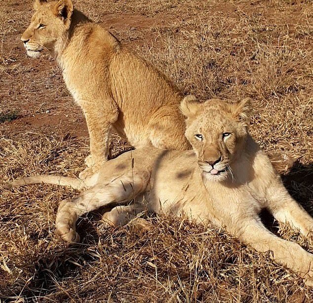 Lvi jsou majestátní a velmi statná zvířata, lvice jsou rozené lovkyně. (Ilustrační foto)