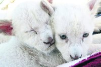 Genetická mutace: Lvíčci bílí jako sníh