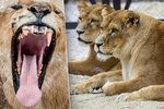 Lví safari v Zoo Dvůr Králové: Autem přímo kolem lví tlamy.