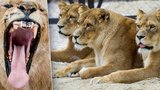 Autem přímo kolem obří tlamy lva: V zoo ve Dvoře Králové chystají lví safari 