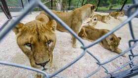 V zoo v Dvoře Králové mají před lvy výstražné značení.