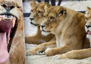 Lví safari v Zoo Dvůr Králové: Autem přímo kolem lví tlamy.