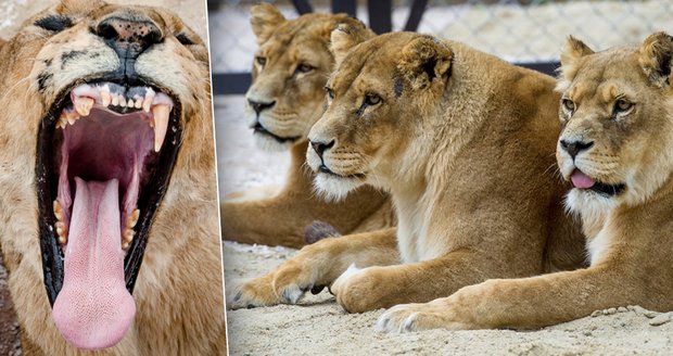 Autem přímo kolem obří tlamy lva: V zoo ve Dvoře Králové chystají lví safari 