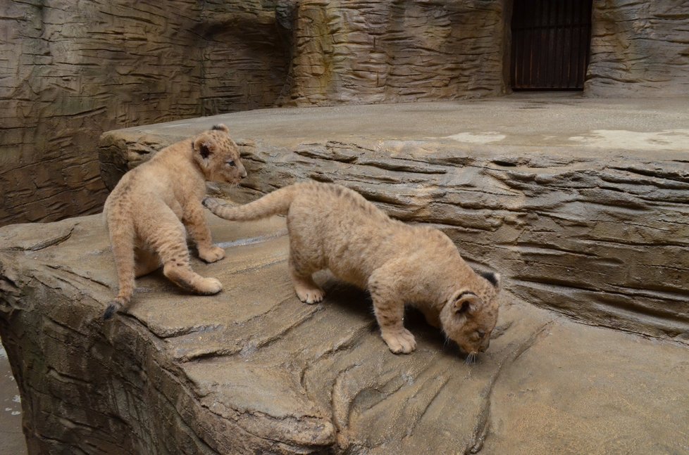 Chov lvů berberských v plzeňské zoo