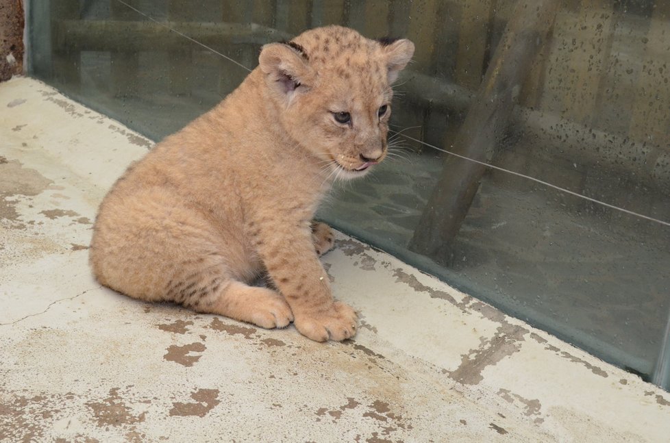 Chov lvů berberských v plzeňské zoo