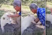 Muž na safari hladil lva přes plot: Málem přišel o ruku, je ve vážném stavu